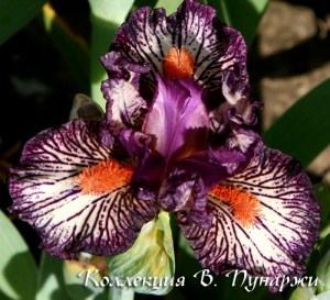 peppito02 (1)
